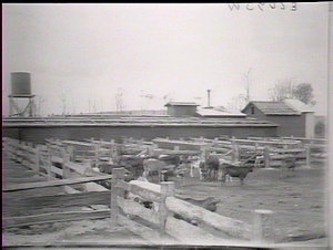Raymond Terrace - general view of calves feeding and sh...