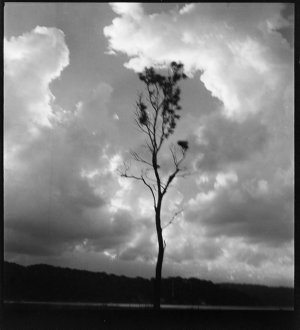 File 21: Trees, early 30s / photographed by Max Dupain