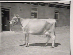 Cattle at Hawkesbury College