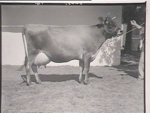 Cattle at Yanco & Wagga Wagga