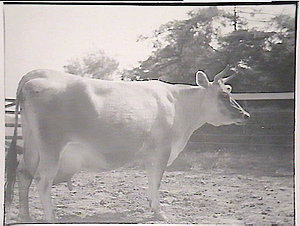 Cattle, Glen Innes