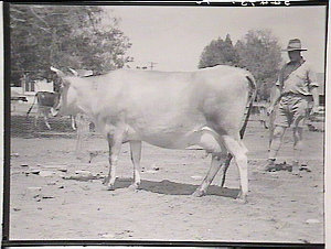 Cattle at Yanco & Wagga Wagga