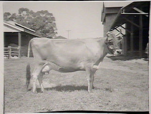 Cattle at Hawkesbury College