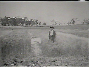 Glen Innes Farm, Dec.1921. Flax variety trial