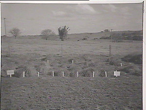 Lismore Experimental Farm, trial plots of grasses