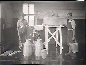 Wollongbar Experimental Farm 1922, separating milk