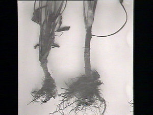 Disease in aster (roots)