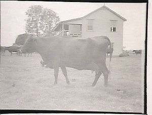 Cattle at Grafton