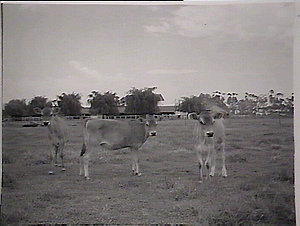 Yanco Experimental Farm - cattle
