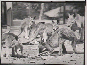 Kangaroos feeding