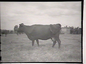 Cattle at Grafton