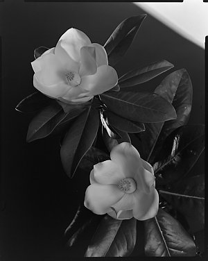 File 14: Magnolia, December 1982 / photographed by Max ...