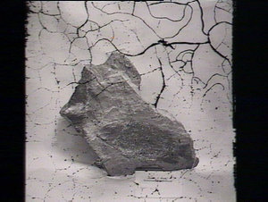 Fossil of Fish