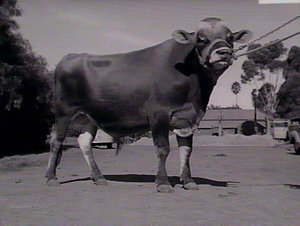 Yanco Experimental Farm: cattle