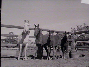 Yanco Experimental Farm: horses