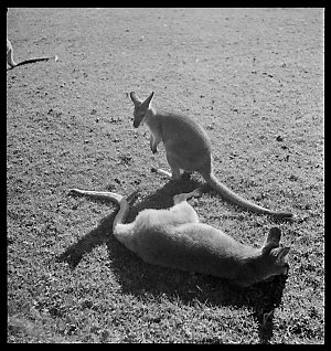 File 18: Wallabies in sunlight, Bankstown, 1942 / photo...