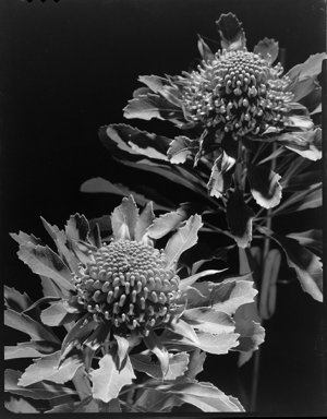 File 34: Waratahs + moon, 1983 / photographed by Max Du...
