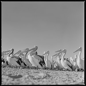 File 14: Kims pelicans, '85-'87 / photographed by Max D...