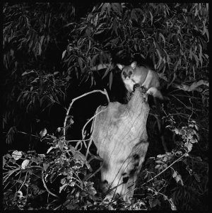 File 05: Birds + possums at Crag [Castlecrag], 1960s / ...