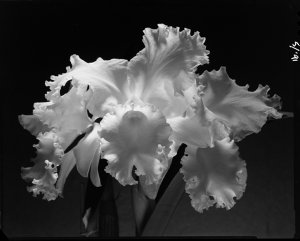 File 59: [Flowers, 1937-1985] / photographed by Max Dup...