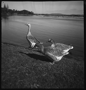 File 14: Geese at The Entrance, 1970s / photographed by...