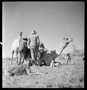 File 08: Camels and blacks at Alice, 1942 / photographe...