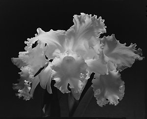 File 02: White Orchid, Karae Lyn Sugiyama, [1937] / pho...