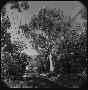 File 03: The Scarp, Castlecrag, 1980s / photographed by...