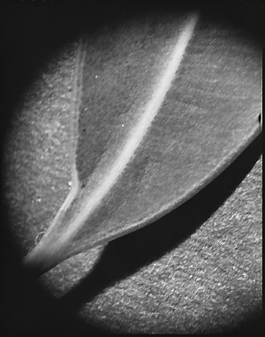 File 23: Gum leaves, black and white in studio, 1984 / ...