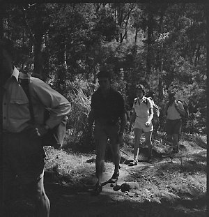 File 21: Blue Gum Forest, 2nd trip, down trip, 1952 / p...
