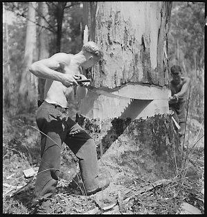 File 04: Logging at Pemberton?, [1945-1946] / photograp...