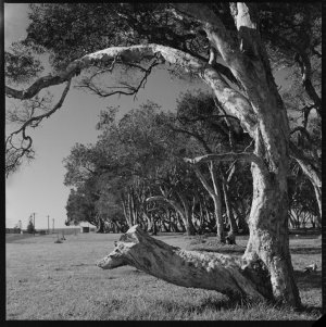 File 50: 3 negs [negatives] selected as additions to Ki...