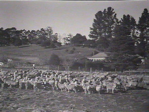 [Flock of sheep and homestead with pinetrees]