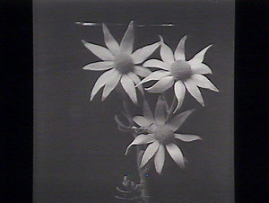 Flannel flowers