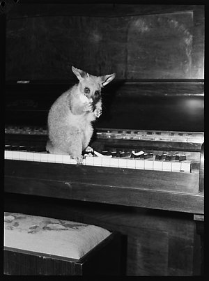 File 02: Possum at Eva Buhrich's, 1960s / photographed ...
