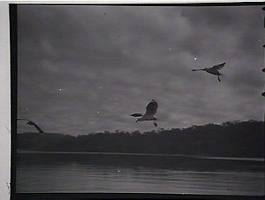 Seagulls landing