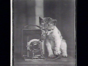 Camera with kitten