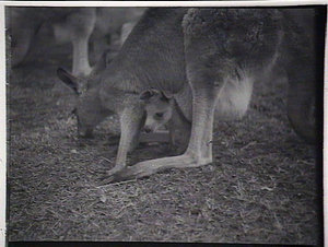 Kangaroos & joey