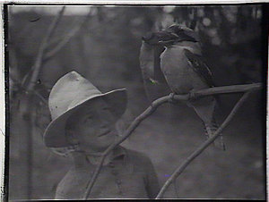 Boy looking at kookaburra with mouse in beak
