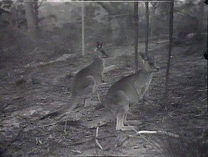 [Two kangaroos or wallabies]