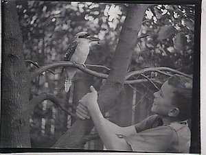 Boy with kookaburra