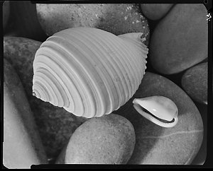 File s: Shell series, '50s-'70s / photographed by Max D...
