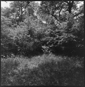 File 17: Bois de Bounert, 1978 / photographed by Max Du...