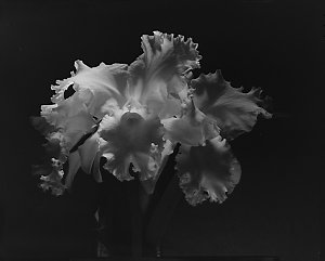 File 02: White Orchid, Karae Lyn Sugiyama, [1937] / pho...