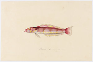 Volume 06: Natural history drawings of fish, ca.1839-18...