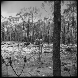 File 01: Burnt church, French's Forest, [Belrose], Janu...
