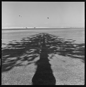 File 36: At The Entrance + bird with tree shadow, 1977 ...