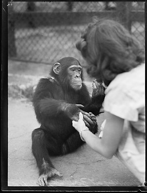 Andy - chimpanzee - zoo, 30 December 1948 / photographs...