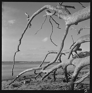 File 02: Shoal Bay, tree with Rex, [1960s-1970s] / phot...