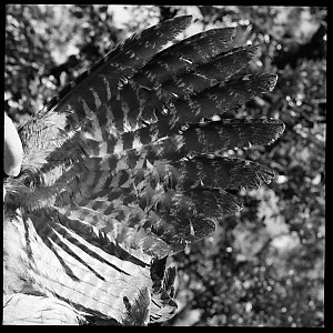 File 33: Tongue orchid and owls feathers, October 1962 ...